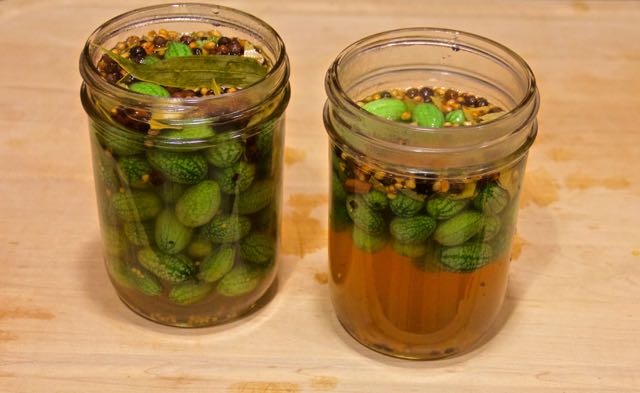 Mexican Gherkin Cucumbers